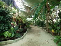ドーム内の熱帯植物園の画像37