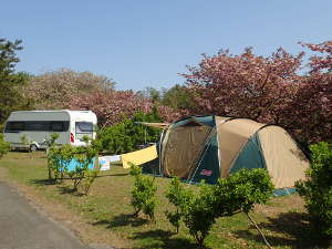八重桜の花見キャンプができるの画像17