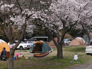 桜の下で昼寝の画像04