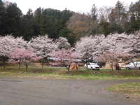 朝桜の画像06