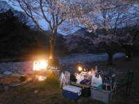 夕暮れの桜の画像07