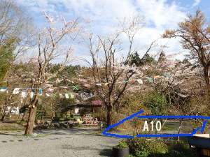 A10サイトの桜の画像06