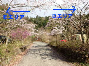 EとDの間の道の画像14