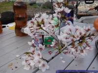テーブルに桜画像05