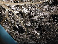 ライトで夜桜を照らすの画像09